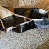 s-l140 Yamaha , 1T4-24731-00, COVER, DOUBLE SEAT , XS750 , bul24